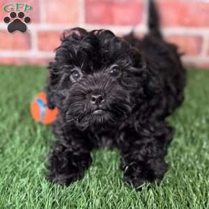 Licorice, Shih-Poo Puppy